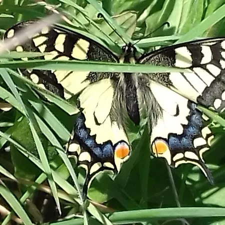 Les Papillons *