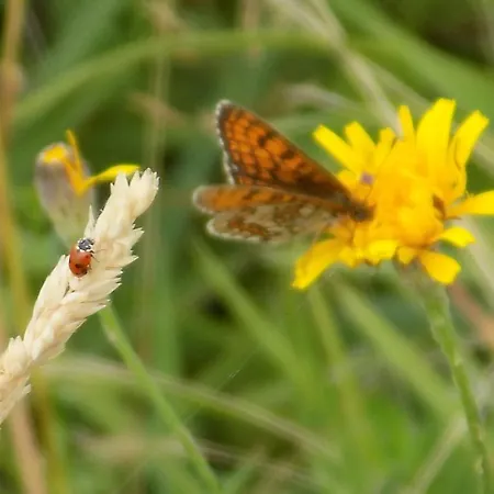 Les Papillons Nyaraló