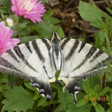 Les Papillons Vrolle