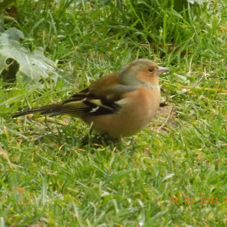 Les Papillons Nyaraló *