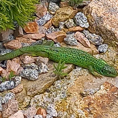 Les Papillons * Vrolle