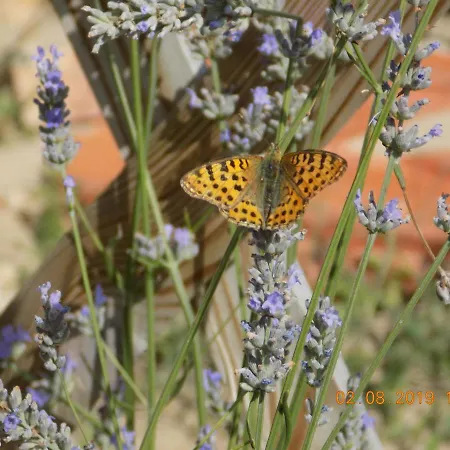 Les Papillons Nyaraló