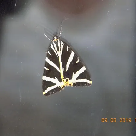 بيت للعطل Les Papillons *