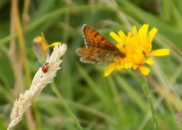 Les Papillons Holiday home
