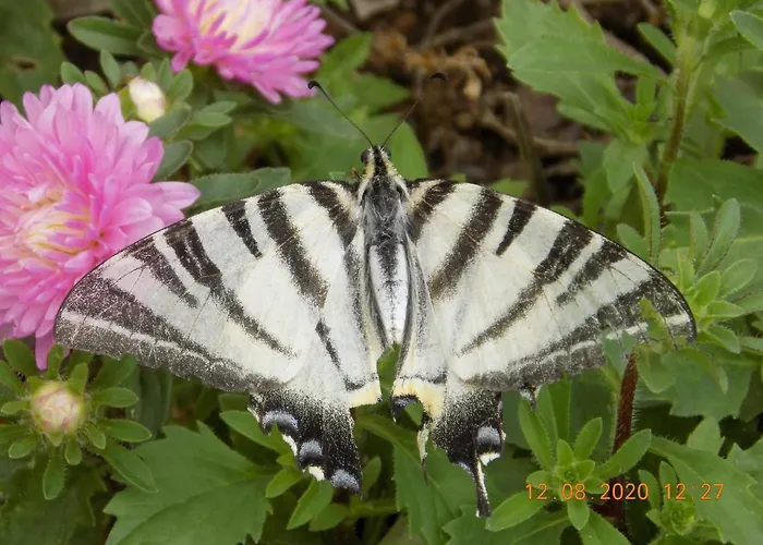 Les Papillons Vrolle