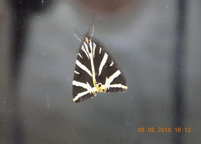 Holiday home Les Papillons *